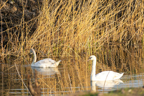 Swans lake in Kelebia